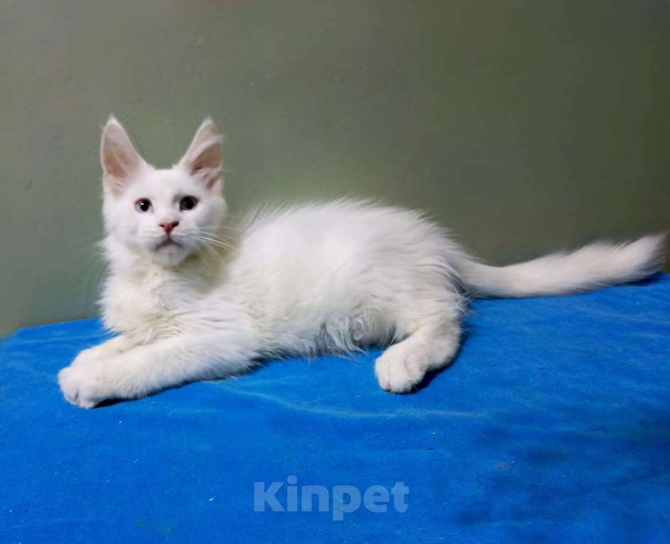 Кошки в Москве: Мейн-кун котёнок белый мальчик почти 3 мес. Мальчик, 50 000 руб. - фото 1