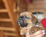 Собаки в Москве: Французский бульдог  Мальчик, 35 000 руб. - фото 1