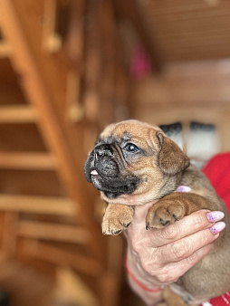 Французский бульдог 