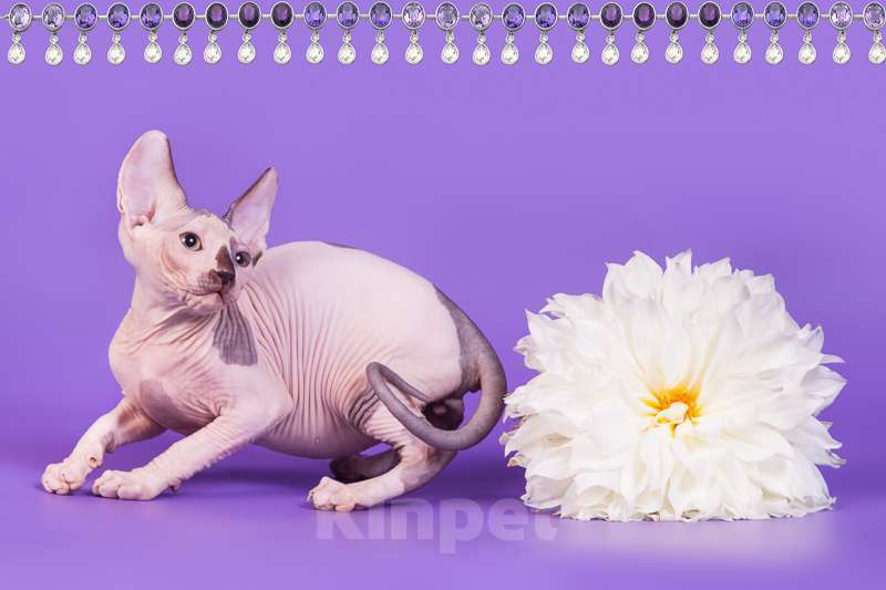 Кошки в Москве: Питомник Скорпион предлагает котят. Мальчик, Бесплатно - фото 4