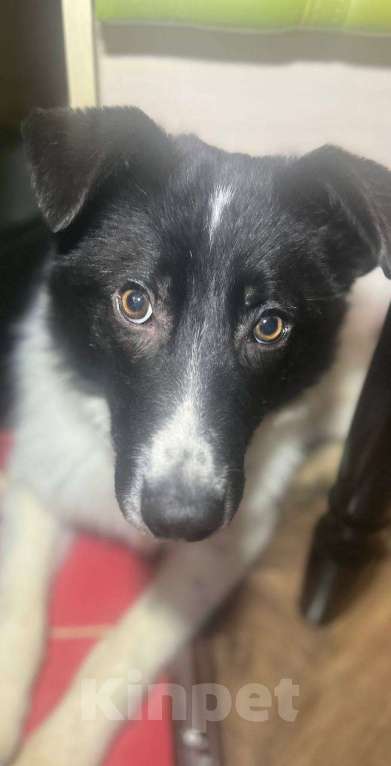 Собаки в других городах Московской области: Элвис  якутенок в добрые руки Мальчик, Бесплатно - фото 1