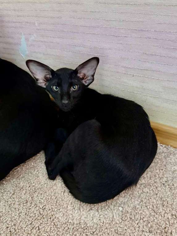 Кошки в Мытищах: Ориентальные котята Девочка, 20 000 руб. - фото 4