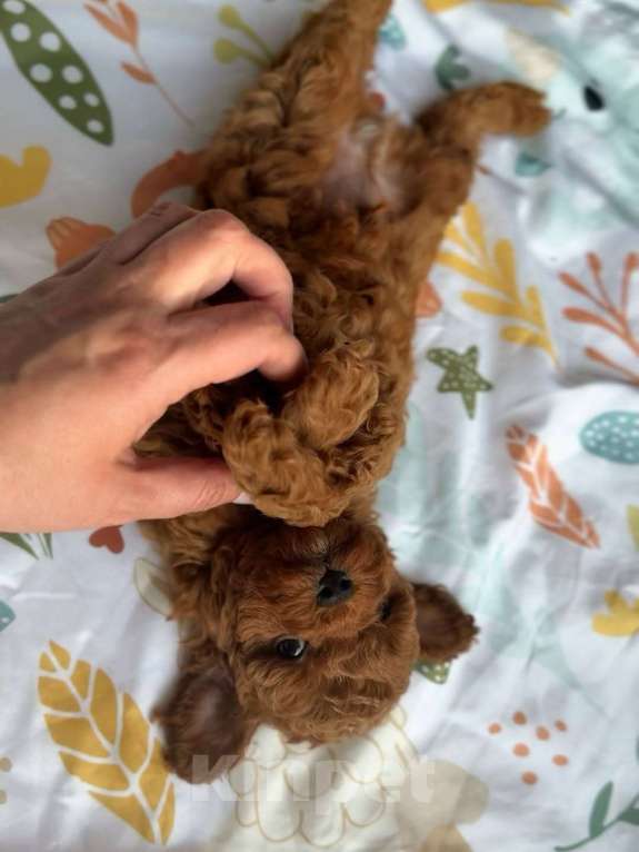 Собаки в Красноярске: Той-пудель, щенок Мальчик, 150 000 руб. - фото 7