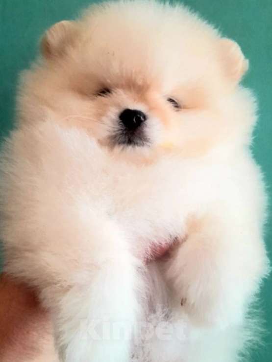 Собаки в Пензе: Померанский шпиц девочка Девочка, 32 000 руб. - фото 3