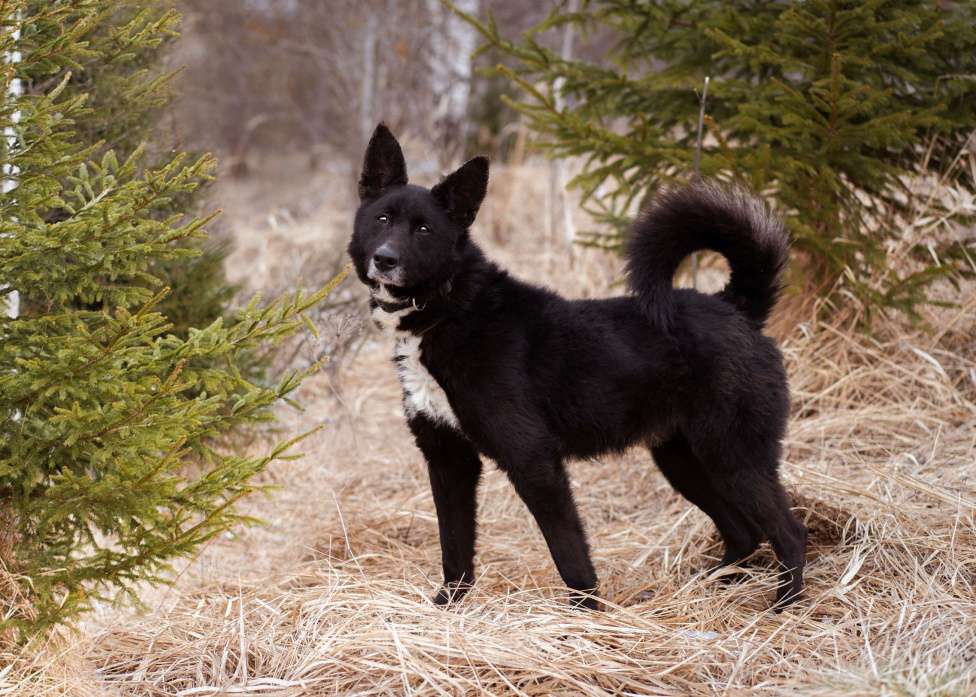 Собаки в Москве: Метис овчарки и лайки Мальчик, Бесплатно - фото 6