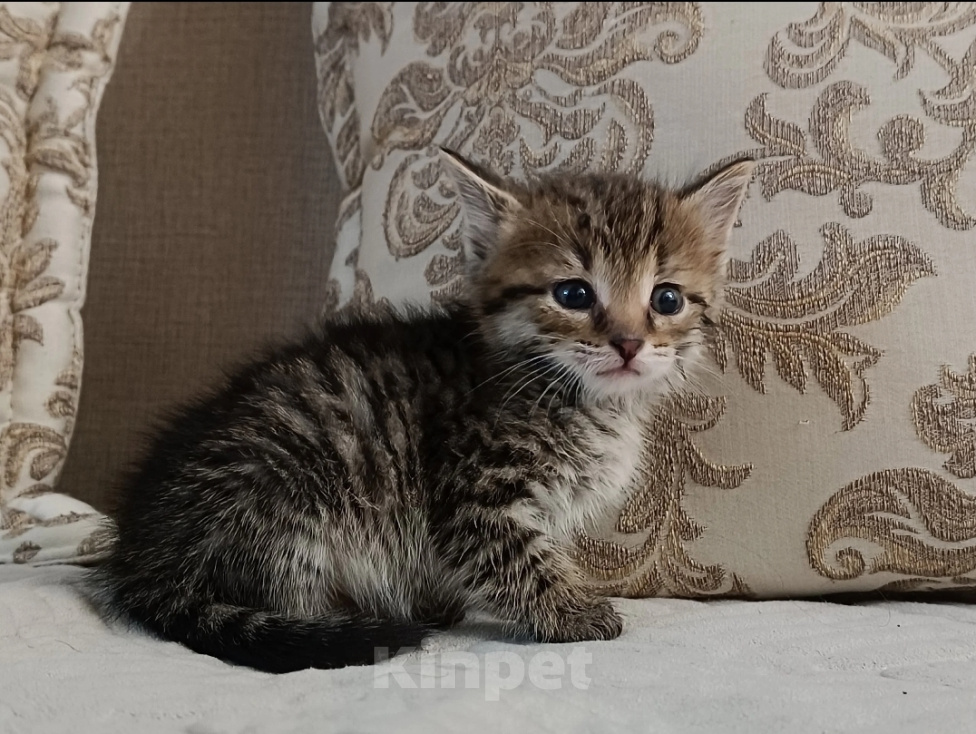 Кошки в Самаре: Отдам котенка добрым людям Мальчик, Бесплатно - фото 1