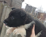 Собаки в других городах Московской области: Щенята в добрые руки Мальчик, Бесплатно - фото 1