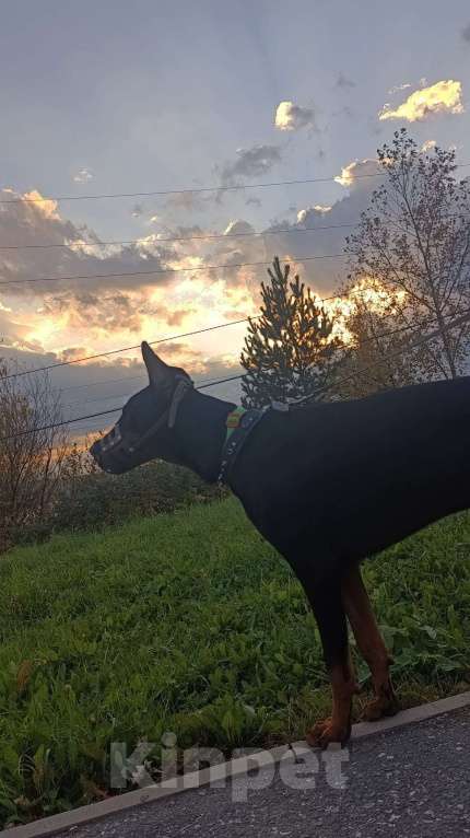 Собаки в Кушве: Продаю добермана Мальчик, 30 000 руб. - фото 2