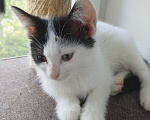 Кошки в Жуковском: Котенок девочка с мусорки Девочка, Бесплатно - фото 8