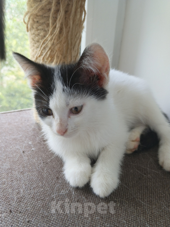 Кошки в Жуковском: Котенок девочка с мусорки Девочка, Бесплатно - фото 8