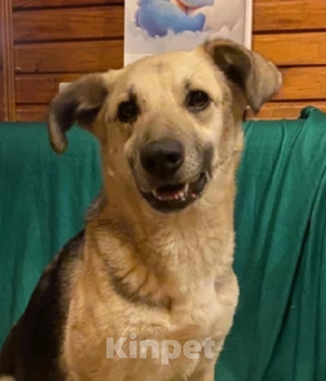 Собаки в других городах Ленинградской области: Небольшая собачка Чара Девочка, 500 руб. - фото 2