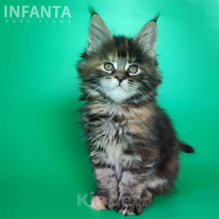 Кошки в других городах Воронежской области: Infanta Dark Flame Девочка, 50 000 руб. - фото 1