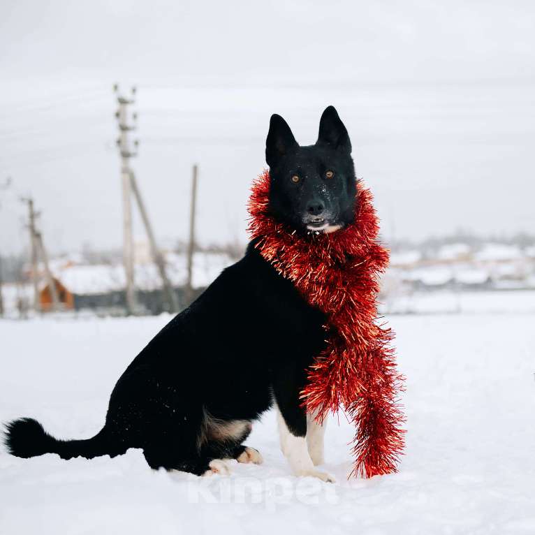 Собаки в Дмитрове: Сева в добрые руки Мальчик, Бесплатно - фото 2