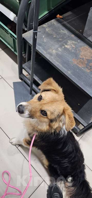 Собаки в Ростове-на-Дону: Самый лучший щенок Мальчик, Бесплатно - фото 2