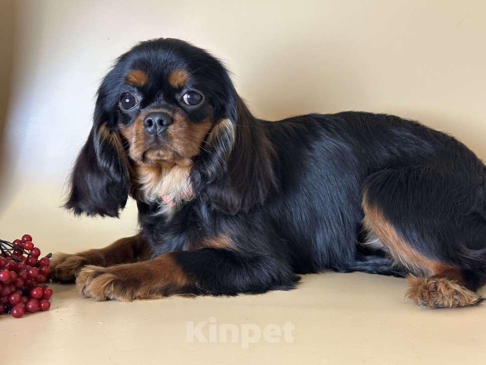 Собаки в Тамбове: Подрощенная девочка кавалер Девочка, 70 000 руб. - фото 5