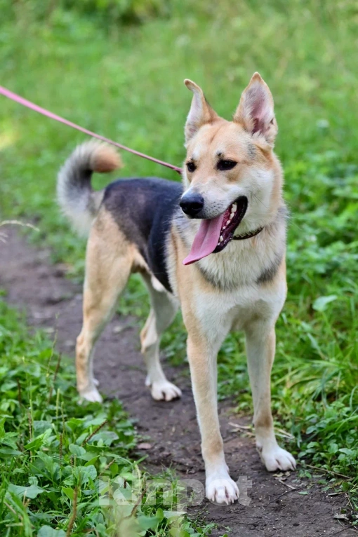 Собаки в Красногорске: Подросток Грей мечтает стать домашним любимцем  Мальчик, Бесплатно - фото 3