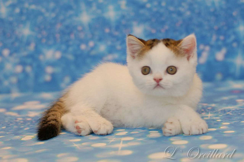 Шотландский короткошерстный котенок