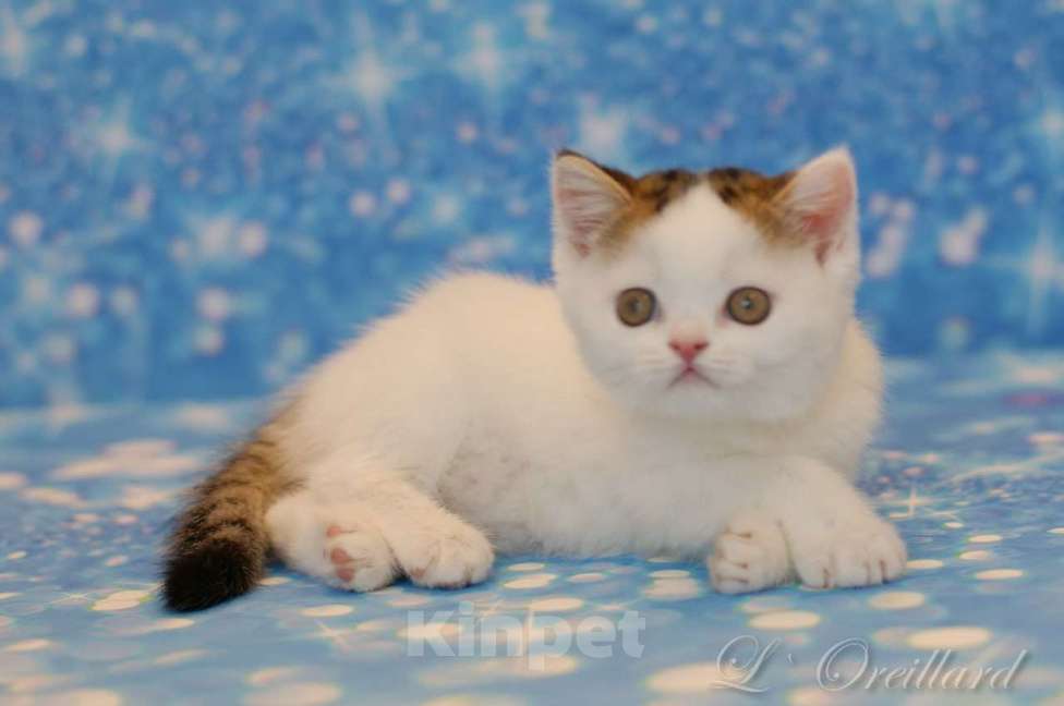 Кошки в Ярославле: Шотландский короткошерстный котенок Мальчик, 30 000 руб. - фото 1