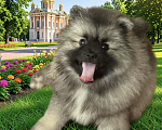 Собаки в Москве: Кобель немецкого вольфшпиц/кеесхонд Мальчик, 40 000 руб. - фото 2