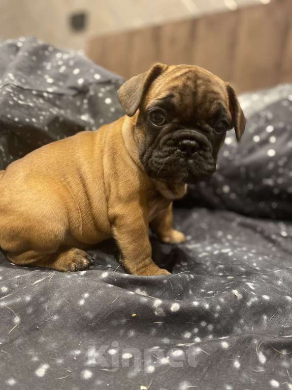 Собаки в Нижнем Новгороде: Щенок французский бульдог  Мальчик, 30 000 руб. - фото 3