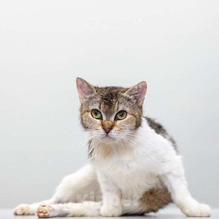 Кошки в Москве: особенная Фрейя в поисках дома Девочка, Бесплатно - фото 5