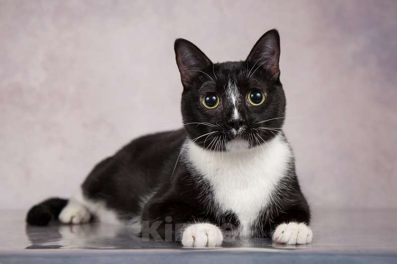 Кошки в Москве: Смышленый, ласковый молодой котик Ося ищет семью Мальчик, Бесплатно - фото 7