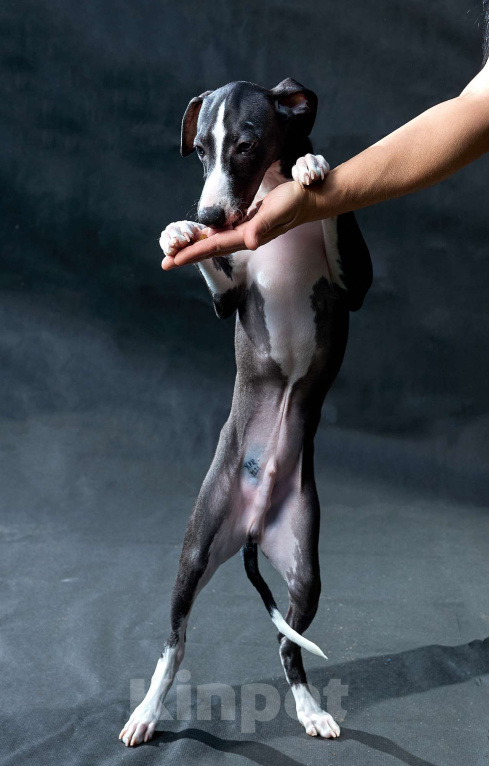 Собаки в Москве: Красивый парень уиппет черного цвета Мальчик, 55 000 руб. - фото 2
