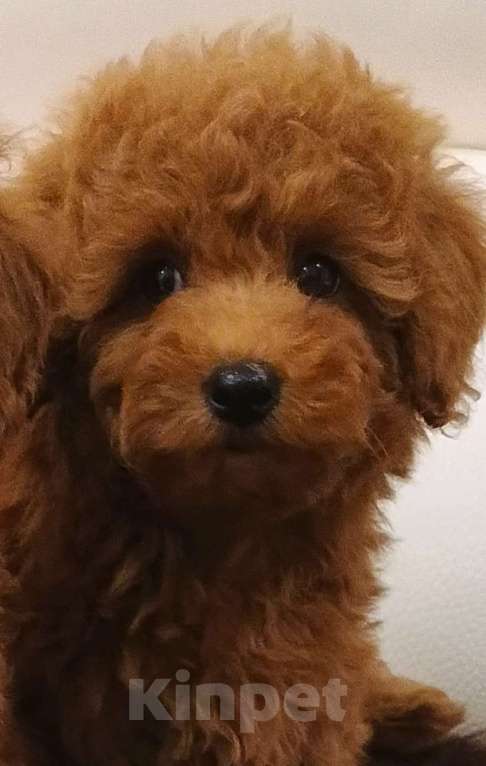 Собаки в Москве: Парень той-пудель РКФ. Мальчик, 100 000 руб. - фото 1