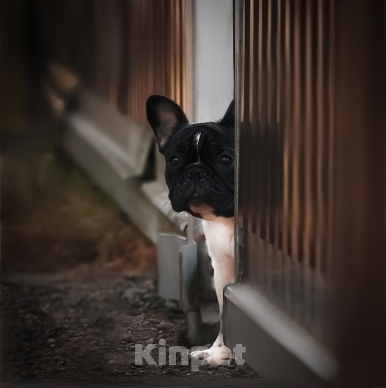 Собаки в Санкт-Петербурге: Ума Девочка, Бесплатно - фото 2