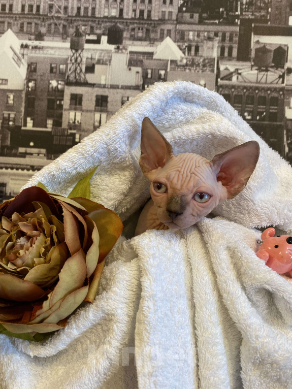 Кошки в Москве: Малыш на раннее бронирование Мальчик, 50 000 руб. - фото 1