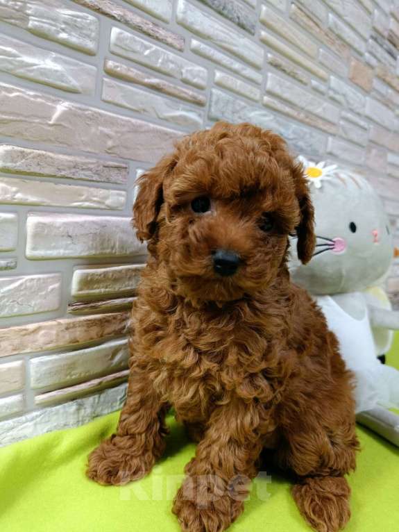 Собаки в Ивантеевке: той пудель девочка Девочка, 100 000 руб. - фото 4