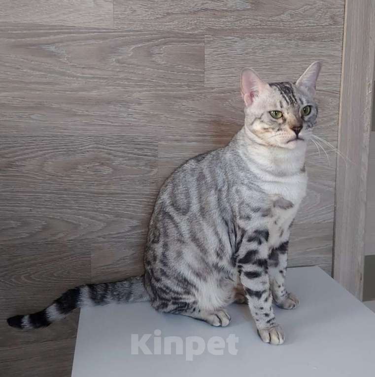 Кошки в Москве: Бенгальская кошка Девочка, 5 000 руб. - фото 7