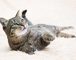 Кошки в Люберцах: Котик в дар Мальчик, 1 руб. - фото 4