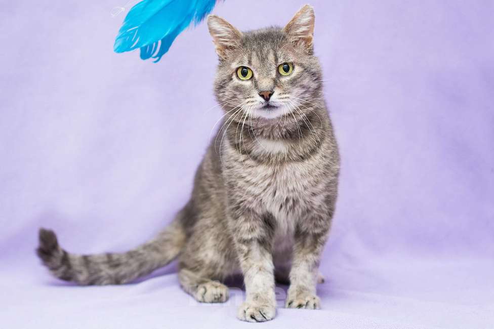 Кошки в Москве: Возрастной котик ищет дом Мальчик, Бесплатно - фото 1