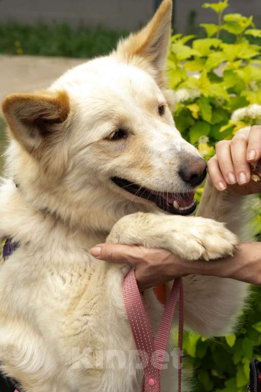 Собаки в других городах Московской области: Сoбакa-улыбакa Чeppи ищет дoм!  Девочка, Бесплатно - фото 6