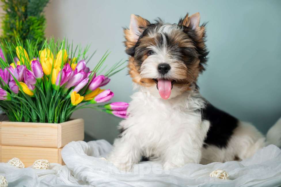 Собаки в Вологде: Предлагается очень красивый, яркий, породный щенок породы бивер терьер. Мальчик, 70 000 руб. - фото 6