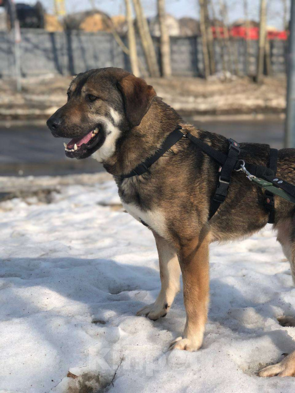 Собаки в Москве: Преданный молодой Бруно из приюта ищет свой Дом Мальчик, Бесплатно - фото 5