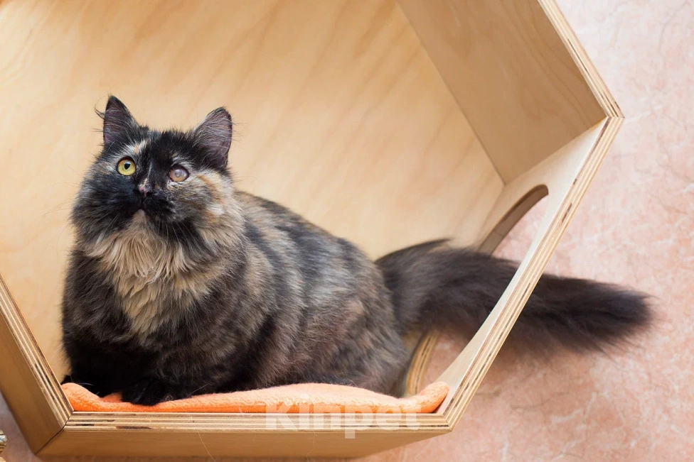 Кошки в Москве: Когда же ты уже наконец найдешь свой дом Девочка, Бесплатно - фото 2