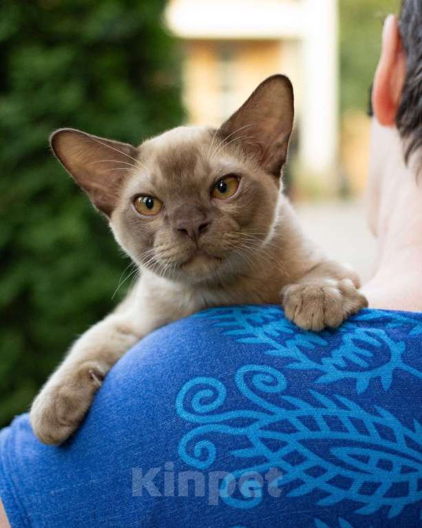 Кошки в Москве: Европейская Бурма Альф Мальчик, 85 000 руб. - фото 2