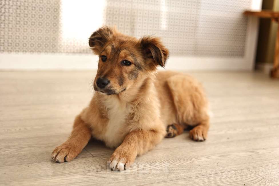 Собаки в Москве: Щенки бесплатно в Москве Девочка, Бесплатно - фото 9