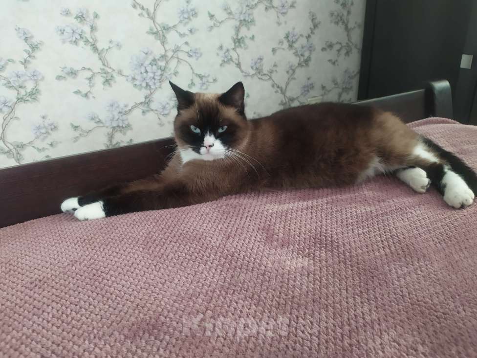 Кошки в Мурином: Кошечка в добрые руки Девочка, Бесплатно - фото 2