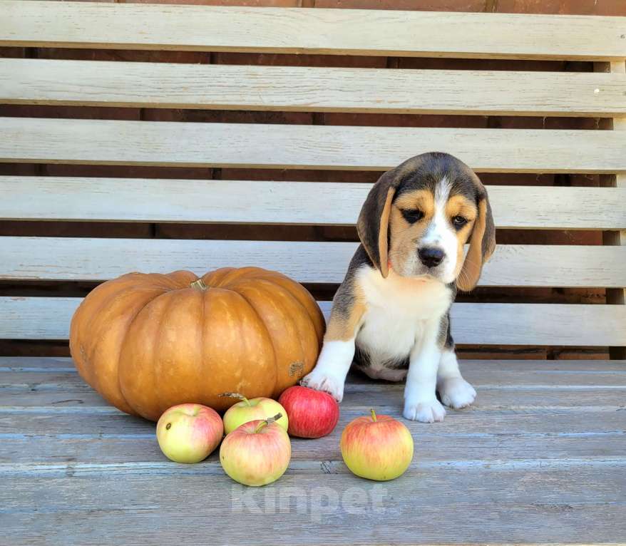 Собаки в Ростове-на-Дону: Племенные щенки породы бигль  Девочка, 50 000 руб. - фото 2