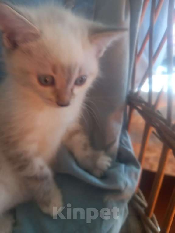 Кошки в других городах Московской области: Ищу хозяина Девочка, Бесплатно - фото 6