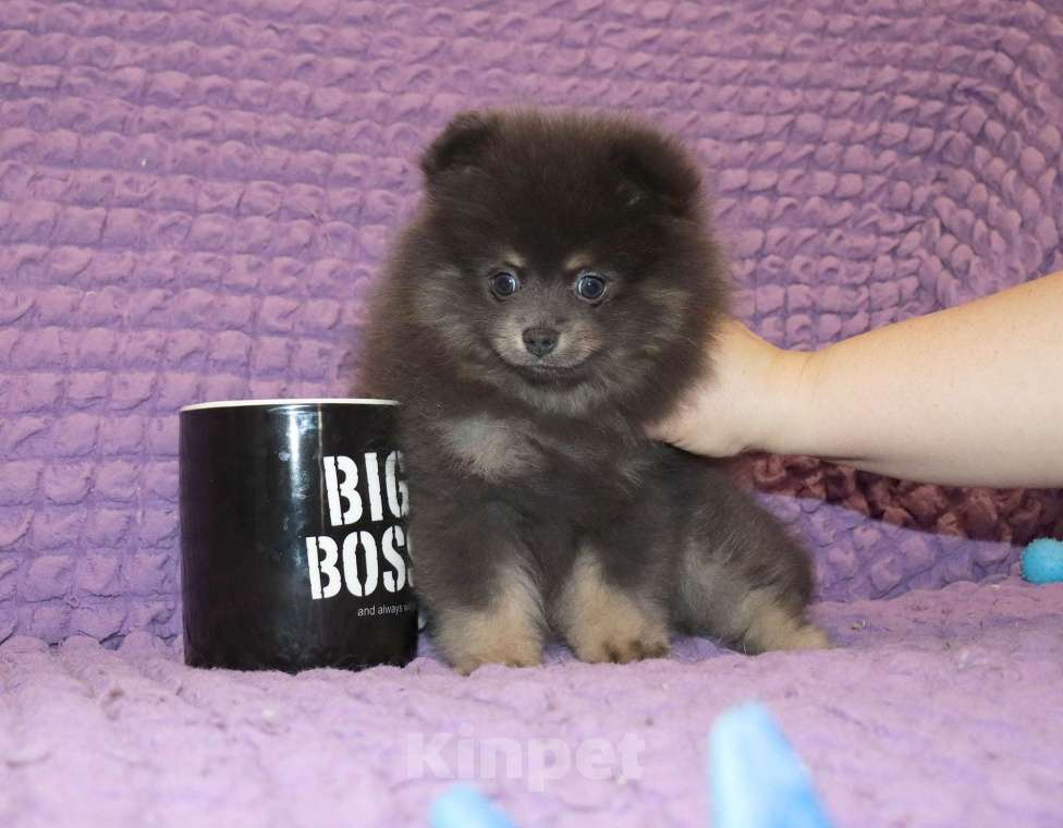 Собаки в Москве: Голубая девочка шпица Девочка, 65 000 руб. - фото 3