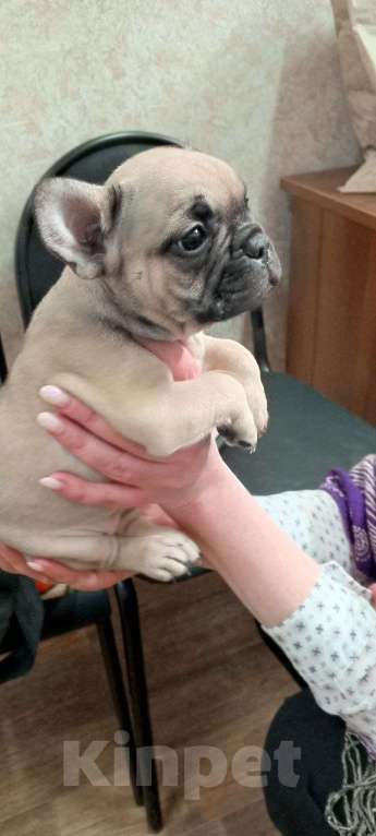 Собаки в Иваново: Продам Бульдожку Мальчик, 50 000 руб. - фото 2