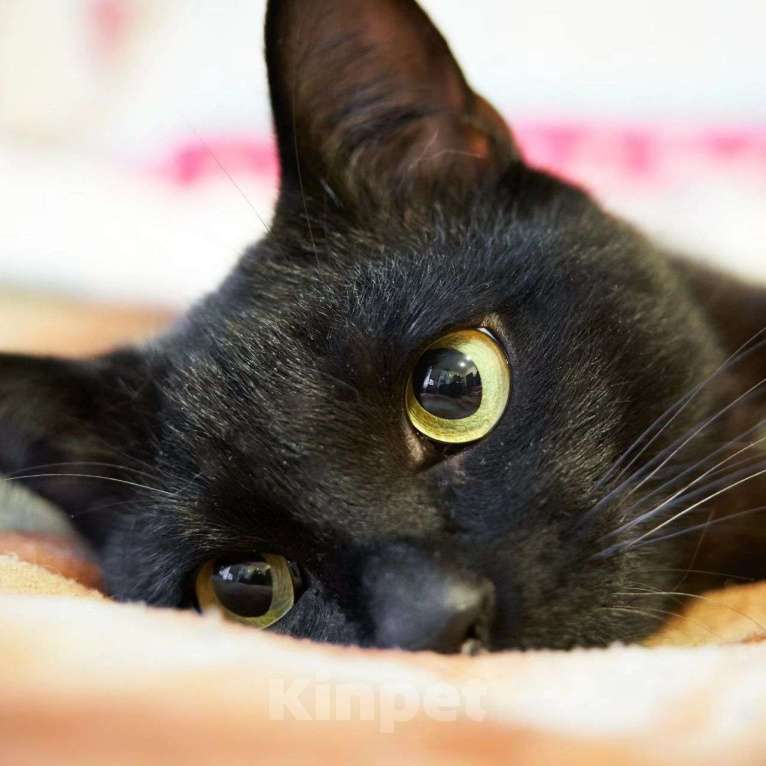 Кошки в Москве: Маратика выкинули хозяева Мальчик, Бесплатно - фото 5