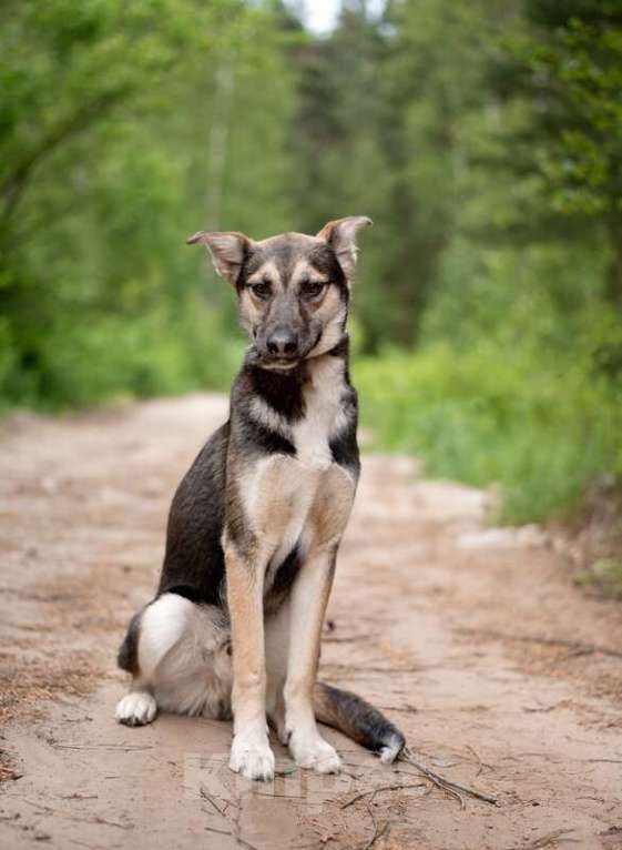 Собаки в Москве: Киви — друг, который умеет быть рядом Мальчик, Бесплатно - фото 7