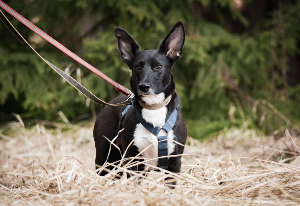 Собаки в Москве: Собака метис корги кардиган в добрые руки Девочка, Бесплатно - фото 2