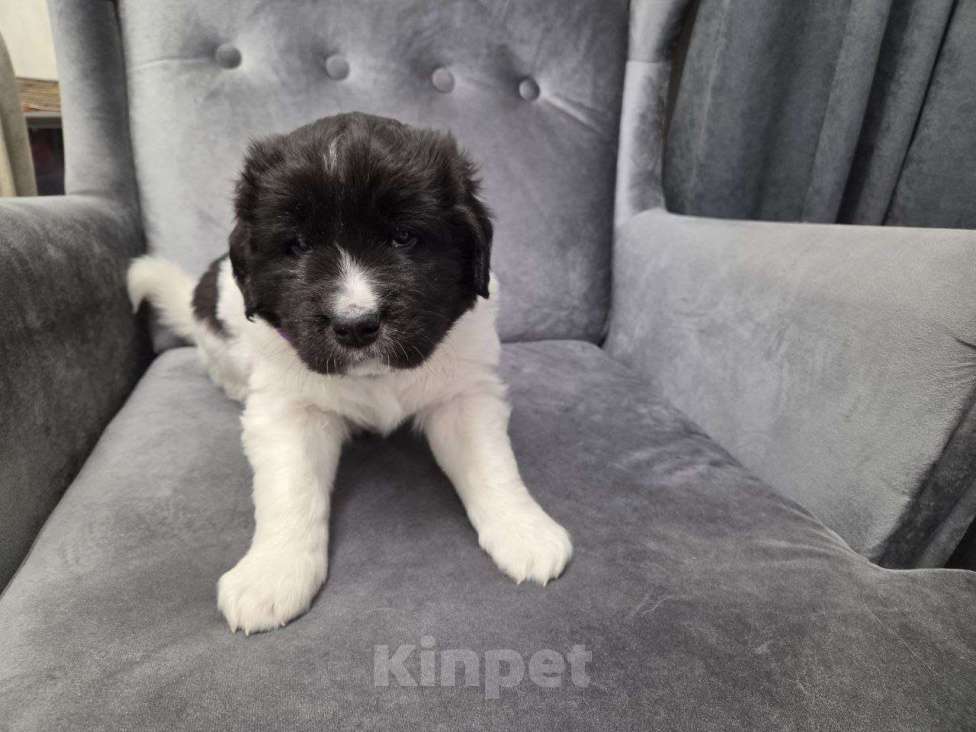 Собаки в других городах Московской области: Ландсир Девочка, 150 000 руб. - фото 7