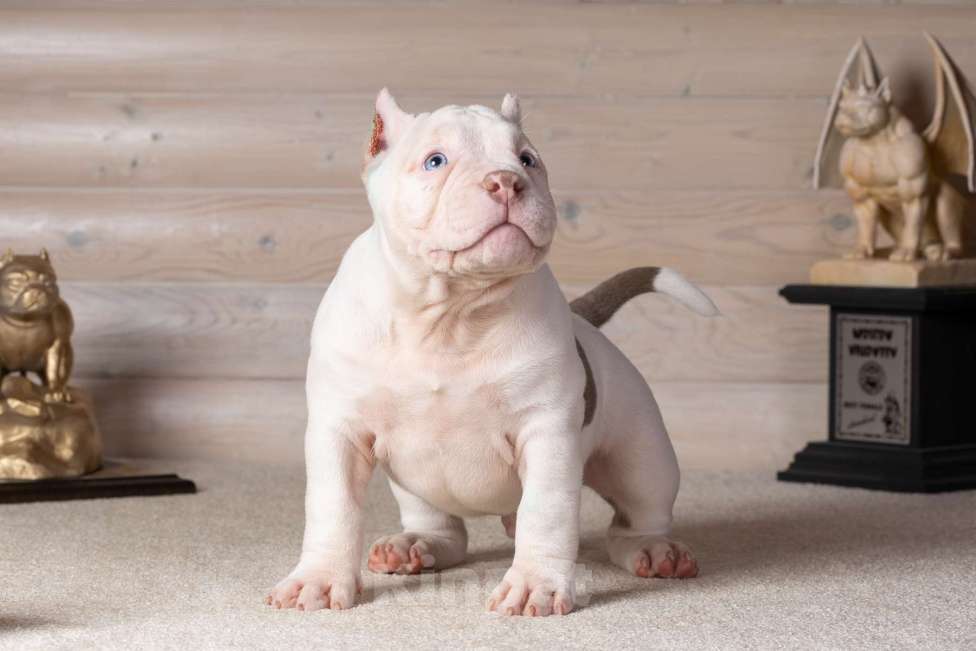 Собаки в Королеве: Американский булли Мальчик, 90 000 руб. - фото 9